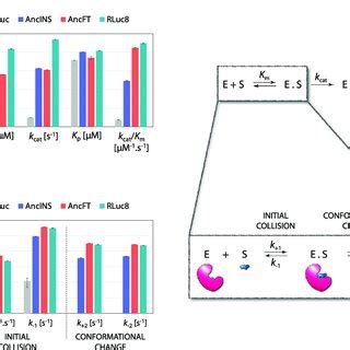 Steady State And Transient Kinetic Analysis Of CTZ Conversion The