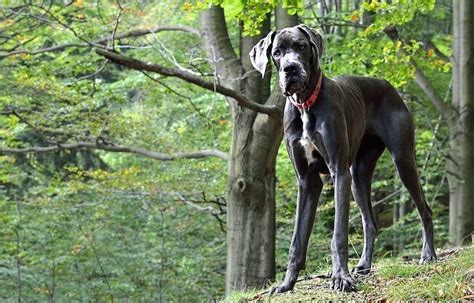 18+ Great Dane Mix Boxer - ClaudineLyell