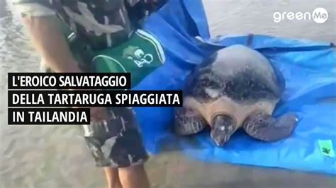 L Eroico Salvataggio Della Tartaruga Spiaggiata In Tailandia Video