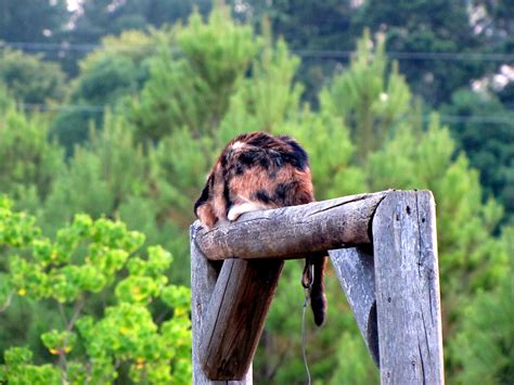 Banco De Imagens árvore Natureza Grama Região Selvagem Madeira