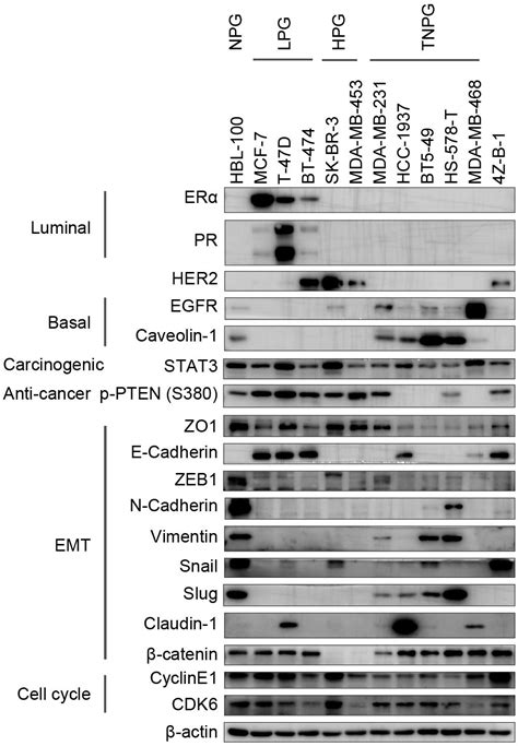 Frontiers | Establishment and Characterization of a HER2-Positive Cell ...