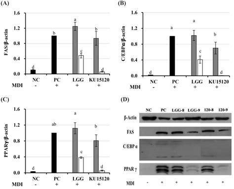 Antiadipogenic Effects Of Lab In Mdi Induced Differentiation Of 3t3 L1