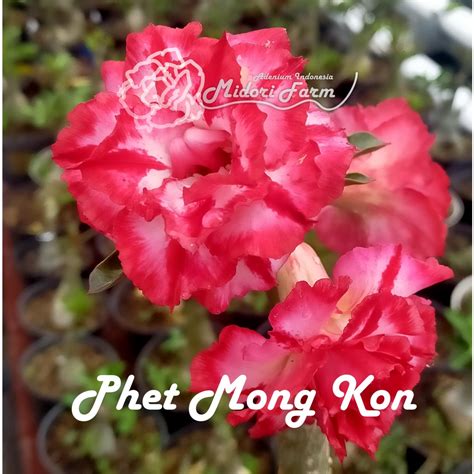 Jual Adenium Grafting Sambungan Bunga Tumpuk Phet Mong Kon Size A