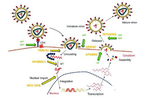 Host Restriction Factors And Lentiviral Proteins In Hiv Replication