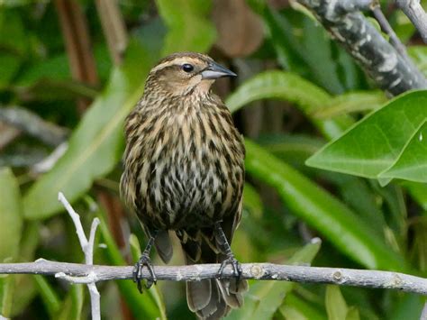 It’s RWBB Nesting Time Again | Birder's Journey