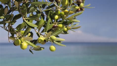 New World Catalogue Of Olive Varieties Its Coming International