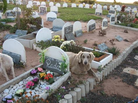 Cemit Rio De Animais Estima O