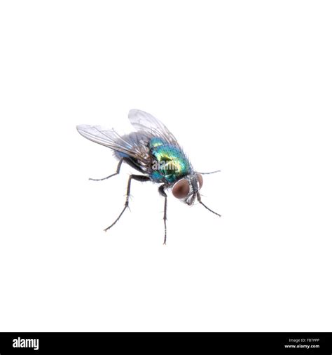 Green Fly Isolated On A Black Background Stock Photo Alamy