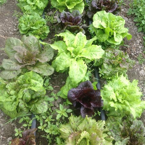 Lettuce - Resilient Seed-Saver's Mix