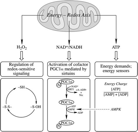 The Mitochondrial Energy Redox Axis And Generation Of Redox And Energy