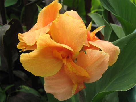 Canna Tropic Sunset Indisches Blumenrohr Hier Kaufen