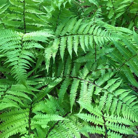 There are so many beautiful perennial ferns to consider.....both native and non-native, but my ...