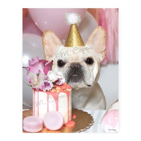 Happy Birthday French Bulldog Cards 1 Birthday Card Fawn French Bulldog