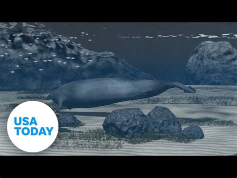 What Is A Perucetus Colossus Whale Fossil Found In Peru May Be Of The