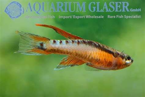 Aphyosemion Chromaphyosemion Bivittatum Funge Aquarium Glaser Gmbh