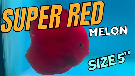 Ikan Discus Super Red Melon Size 5 YouTube