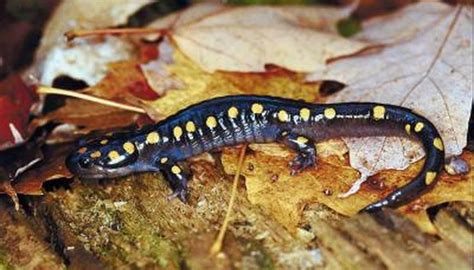 Natural Habitat of the Yellow Spotted Salamander | Animals - mom.me