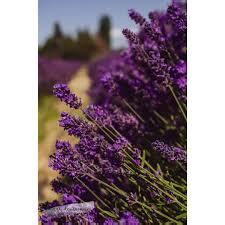 Lavender Care: Growing Lavender in Cold Climates - Lavender Connection