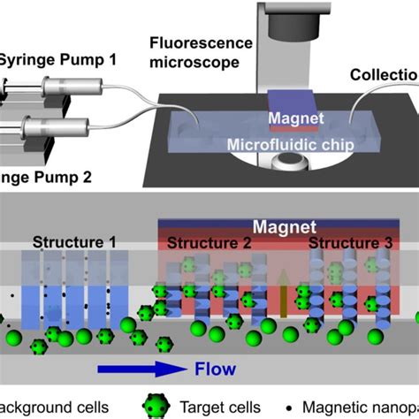 A Schematic Of The Active Passive Integrated Microfluidic System B