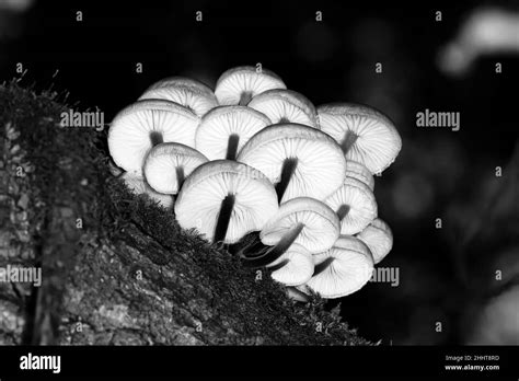 Honey Fungus Mushroom Fungus Black And White Stock Photos Images Alamy