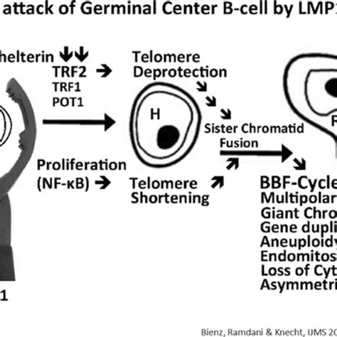 EBV CHL Same Patient As In Fig 1 Left CD15 Cytoplasmic