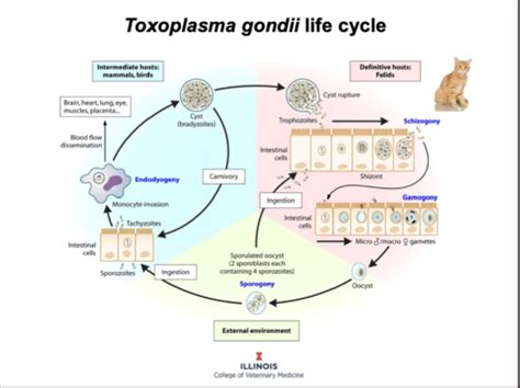 Toxoplasma Flashcards Quizlet