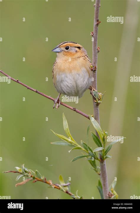 Le Conte S Sparrow Ammodramus Leconteii North Dakota Stock Photo Alamy