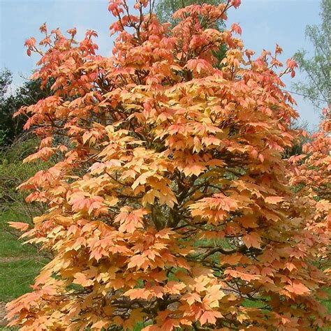 Acer Pseudoplatanus Brilliantissimum Clarenbridge Garden Centre