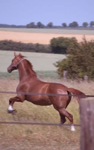 Les Besoins Fondamentaux Du Cheval Ravene