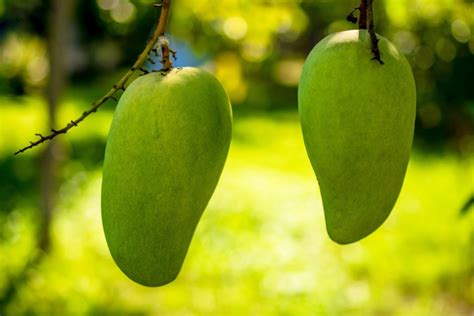 Sejumlah Cara Agar Pohon Mangga Berbuah Lebat Dan Pohon Jeruk Berbuah Banyak Dengan Mudah