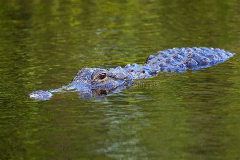 Alligator Alligator Mississippiensis Swimming Stock Image Image Of