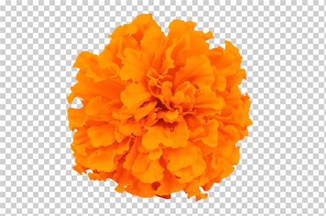 Flor de caléndula naranja arrt caléndula mexicana officinalis flor