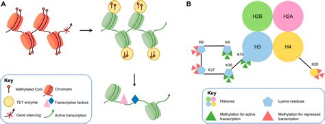 Frontiers The Role Of Epigenetic Methylation Demethylation In The