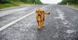 Cane Sfugge Al Controllo Del Padrone E Viene Investito E Ucciso