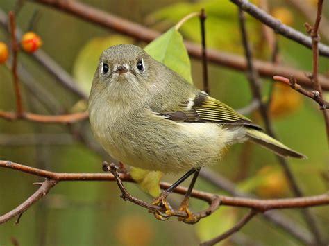 Ruby Crowned Kinglet Ebird