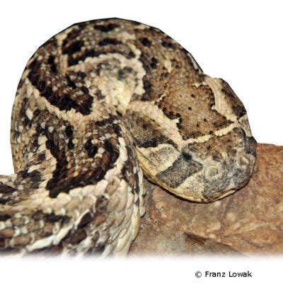 Puff Adder Bitis Arietans Pet Wiki