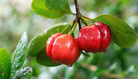 Acerola Cerezas Fruta En El Rbol Con Gota De Agua Foto Premium