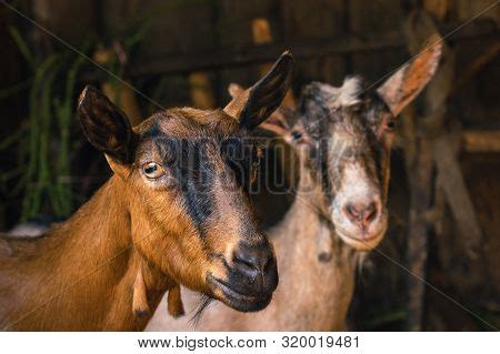 Close Goat Stable Image Photo Free Trial Bigstock