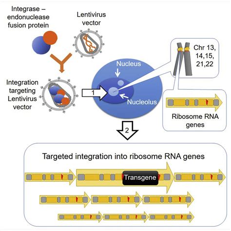 Efficient Nuclease Directed Integration Of Lentivirus Vectors Into The