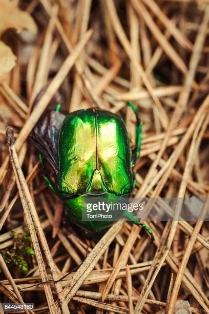 Iridescent Green Beetle Photos And Premium High Res Pictures Getty Images