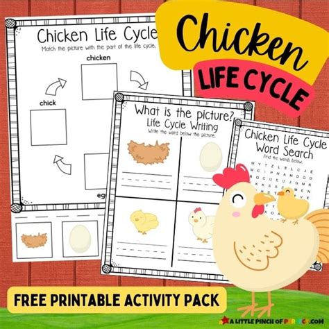 Life Cycle Of A Chicken Worksheet