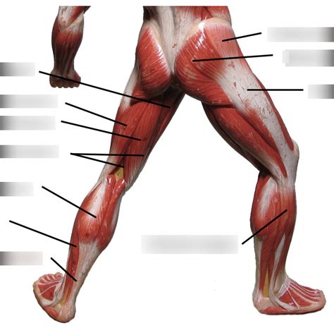 Posterior Leg Muscles Diagram Quizlet