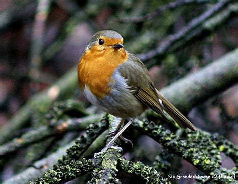 Vroege Vogels Foto Vogels Roodborstje