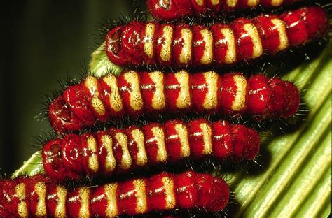 Scientists Discover How a Group of Caterpillars Became Poisonous