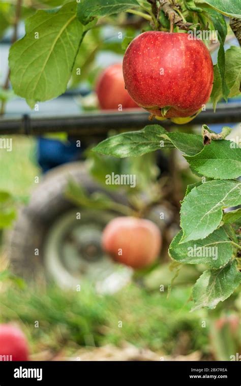 Royal Gala Apple Tree Hi Res Stock Photography And Images Alamy