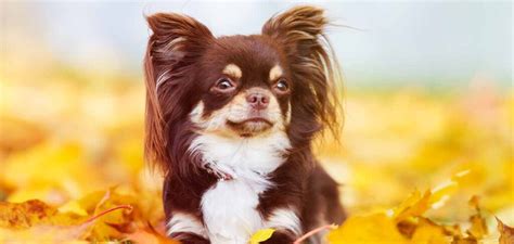 long haired chihuahua dog breed information center