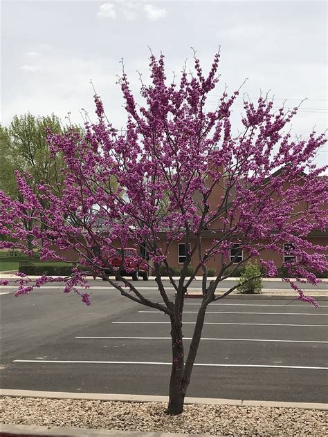 Redbud Tree Utah Free Photo On Pixabay Pixabay