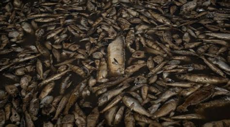 Sequía en la amazonía provoca la muerte de millones de peces