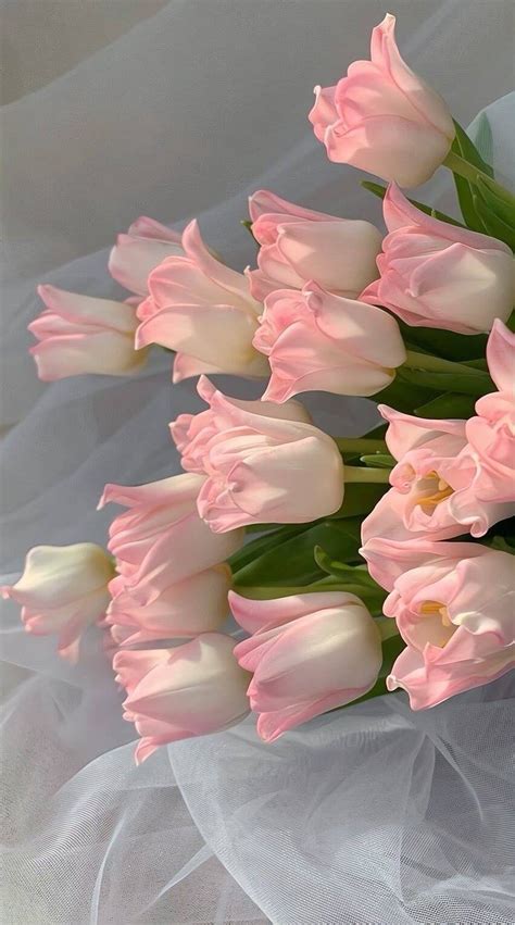 Pin By ZMN On Tulip Flower Therapy Flower Aesthetic Pink Flowers