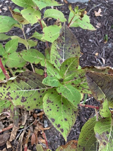 How To Identify And Treat Anthracnose On Hydrangeas Gardeners Path